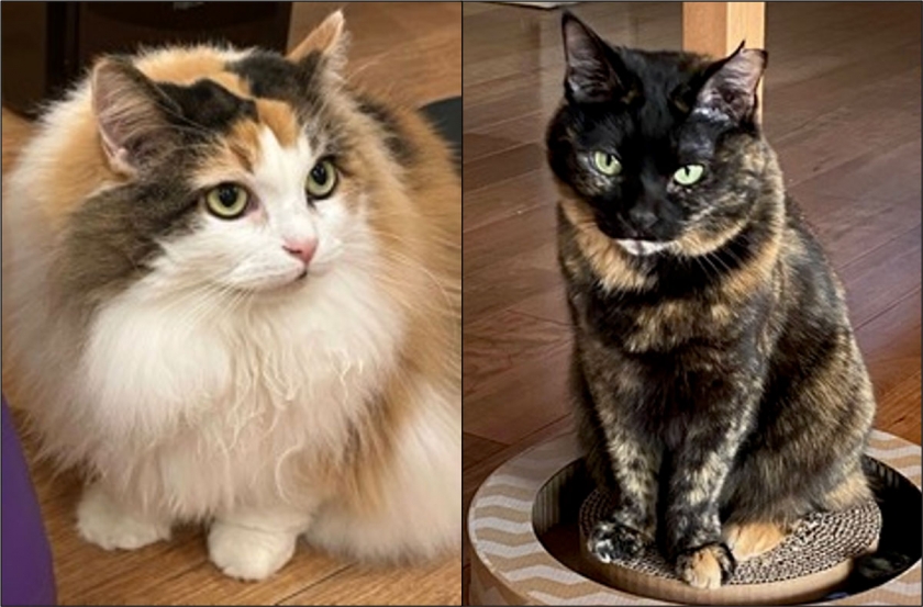 Links sieht man eine Calico-Katze mit orangefarbenem, schwarzem und weißem Fell, rechts eine Schildpatt-Katze ohne Weißanteil. Ihre typischen Muster entstehen, weil in jeder Hautzelle entweder das orangefarbene oder das schwarze Gen aktiv ist.
