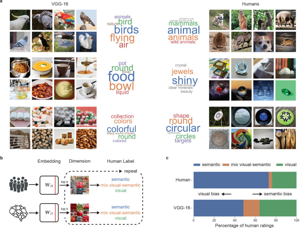 Objektbilder aus der Studie zeigen Tiere, Alltagsgegenstände und abstrakte Formen, die zur Analyse der KI- und Menschenwahrnehmung verwendet wurden.