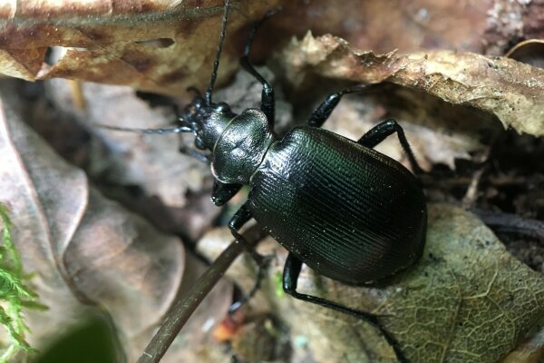 Kleiner Puppenräuber (13–22 mm) auf Waldboden – seltener Laufkäfer, der Schmetterlingsraupen frisst und in abgelegenen Wäldern lebt.