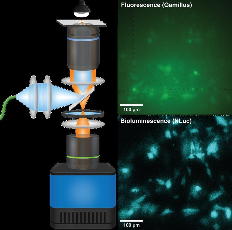 Das Biolumineszenz Mikroskop QIScope kombiniert Teleskopoptik mit hochsensibler Kameratechnik und wurde speziell für lebende Zellen entwickelt.