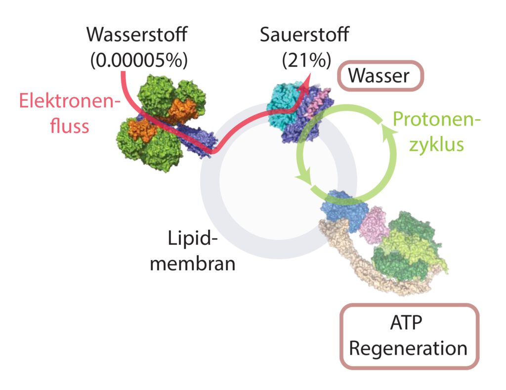 Grafische Darstellung eines biochemischen Prozesses, bei dem Mikroorganismen Wasserstoff und Sauerstoff zur Bildung von ATP nutzen.