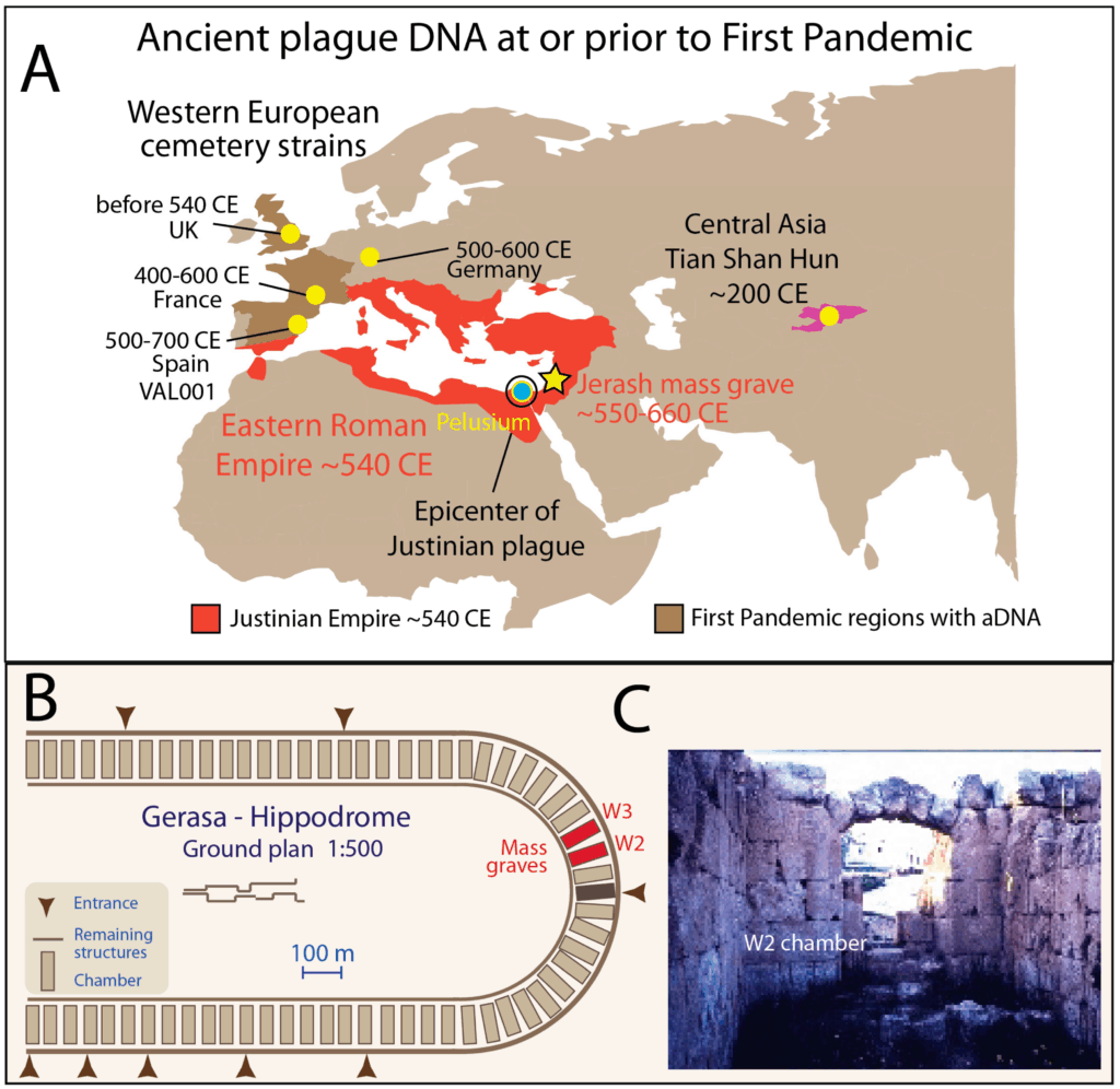 (A) Bekannte Pestfunde mit genetischen Spuren, markiert ist Jerash im Oströmischen Reich.
(B) Schema des Hippodroms von Jerash mit den Kammern W2 und W3.
(C) Eine der Kammern (W2), in der die Skelette geborgen wurden. © Studie