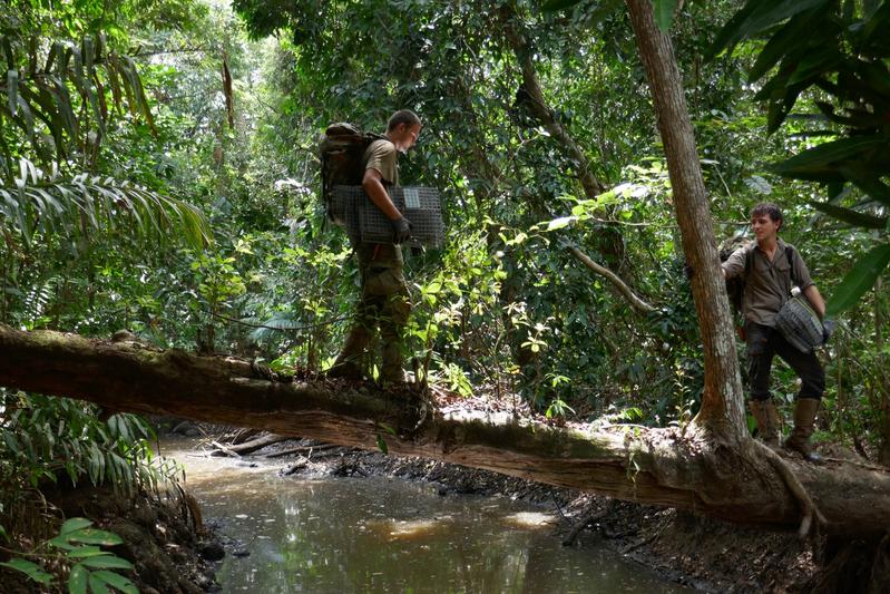 Bei der Feldarbeit in Panama stellten die Forscher an jedem der 23 Standorte 300 Lebendfallen auf.
© Ruben Gunzenhäuser