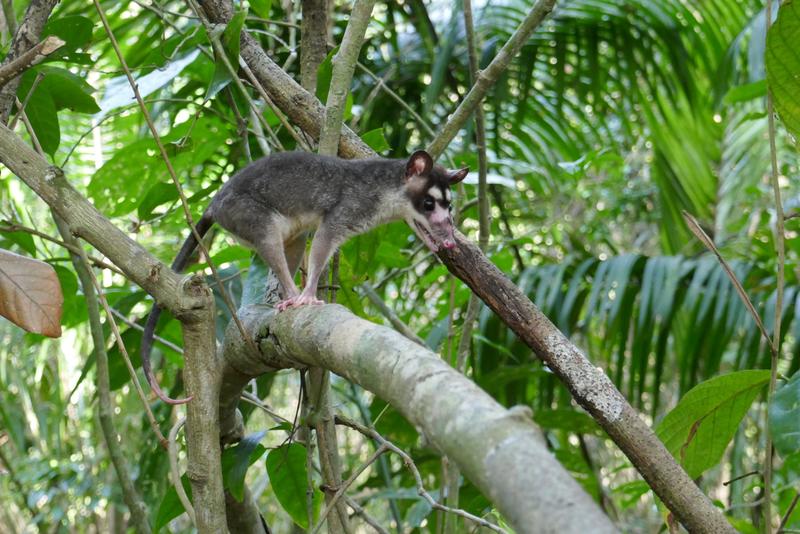 Opossums hatten im untersuchten Gebiet die höchsten Infektionsraten mit Trypanosoma cruzi. © Ruben Gunzenhäuser