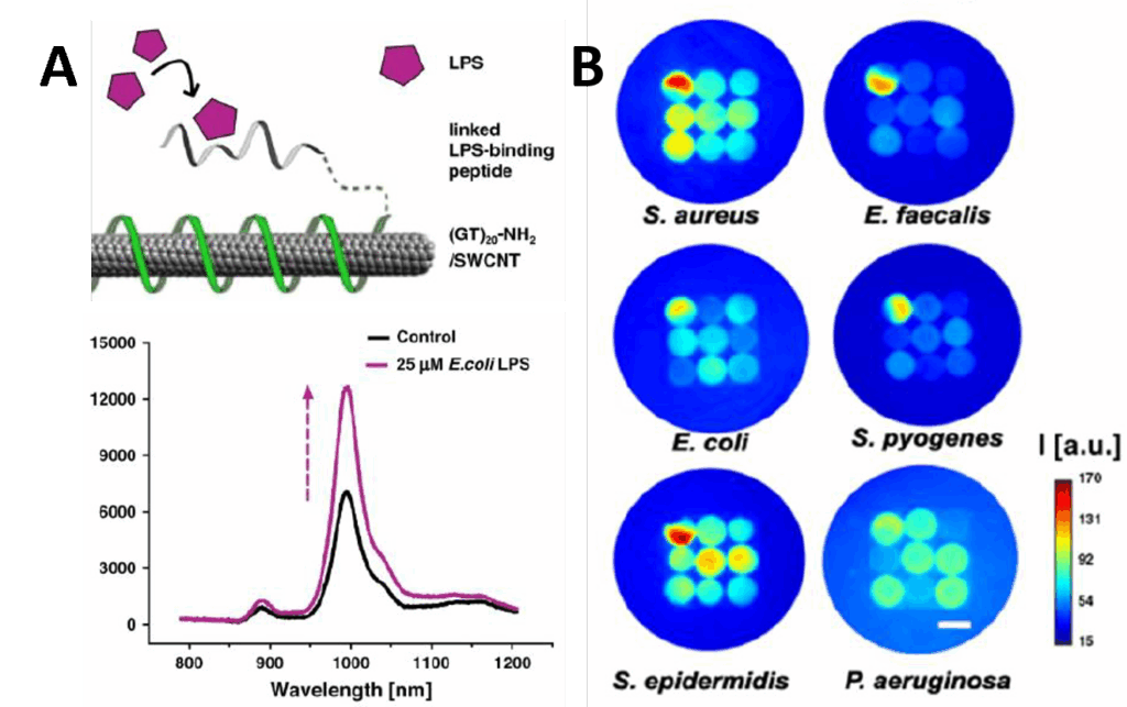 Ein Sensorsystem aus funktionalisierten Kohlenstoff-Nanoröhrchen erkennt bakterielle Moleküle wie LPS und erzeugt je nach Zusammensetzung ein spezifisches Fluoreszenzmuster zur Unterscheidung von Bakterienarten.