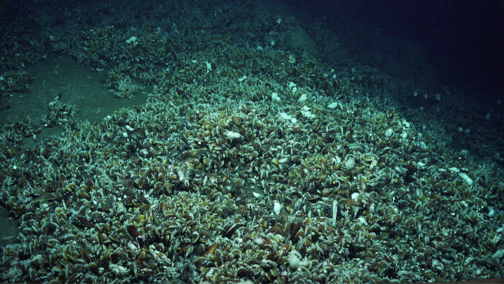 Aufgrund der dichten Muschelteppiche wurde das Feld "Karambusel" getauft. In der lokalen Tok Pisin Sprache bedeutet das "Muschel".