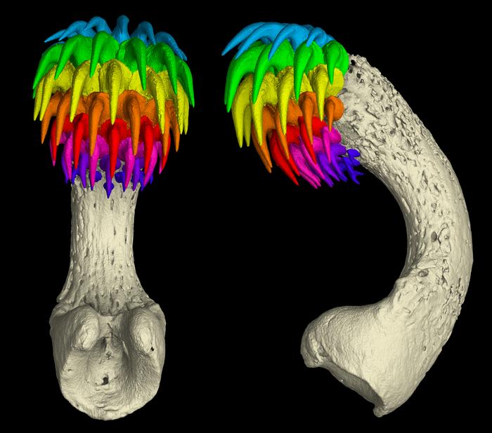 Ein CT-Scan zeigt das Stirnorgan (Tenakulum) eines erwachsenen männlichen Geisterhais – deutlich erkennbar sind die Zahnreihen, die das Organ bedecken.
