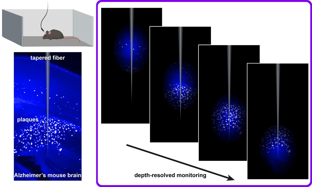 Ein fluoreszierender Farbstoff, der an Alzheimer-Plaques bindet, wird mit flachen oder konisch zulaufenden Glasfasern kombiniert und ermöglicht so die Echtzeitbeobachtung von Ablagerungen in verschiedenen Hirnregionen während des natürlichen Verhaltens von Mäusen. © S. Sakata