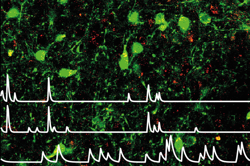 Leptin-sensitive Nervenzellen im lateralen Hypothalamus (grün) bremsen Angst und ermöglichen gezieltes Verhalten. Rote Fasern zeigen Verbindungen aus dem präfrontalen Kortex, weiße Linien markieren die Aktivität einzelner Neuronen. © Rebecca Figge-Schlensok