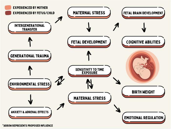 Grafik zeigt, wie Stress in der Schwangerschaft über Hormone, Gene und Immunreaktionen die Entwicklung des ungeborenen Kindes beeinflussen kann.