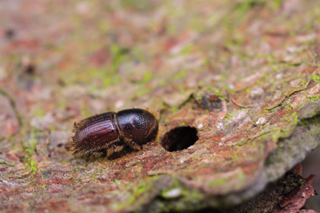 Der Buchdrucker befällt vor allem Nadelbäume und lässt die Baumsterblichkeit steigen.