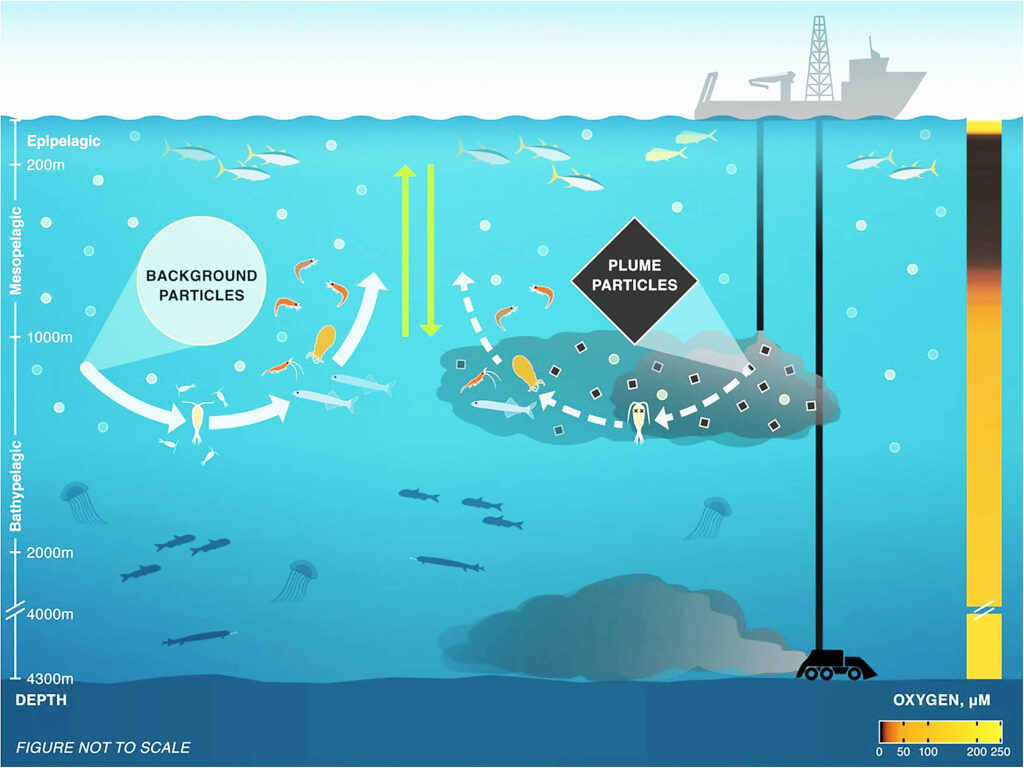 Die Illustration zeigt, wie Tiefseebergbau auch die mittleren Wasserschichten des Ozeans beeinflusst. © Dowd et al 2025, Amanda Merritt
