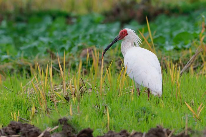 Der Japanische Ibis galt in den 1980er-Jahren fast als ausgestorben. In der Provinz Shaanxi wurde er wiederentdeckt und erfolgreich geschützt. Heute leben erneut wilde Populationen in mehr als zehn chinesischen Provinzen. © Siqi Wang, Yangxian County, Shaanxi, China (CC-BY 4.0)