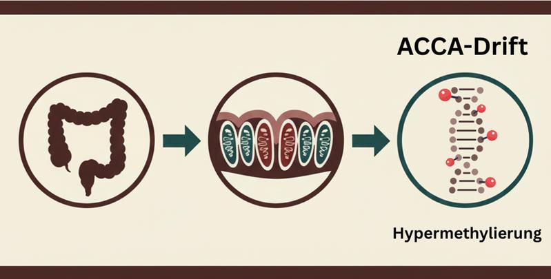 Im alternden Darm führt die ACCA-Drift, eine zunehmende DNA-Hypermethylierung in Darmstammzellen, zur Abschaltung wichtiger Gene. Dadurch wird die Selbsterneuerung der Darmkrypten eingeschränkt und die Regenerationsfähigkeit des Gewebes reduziert.