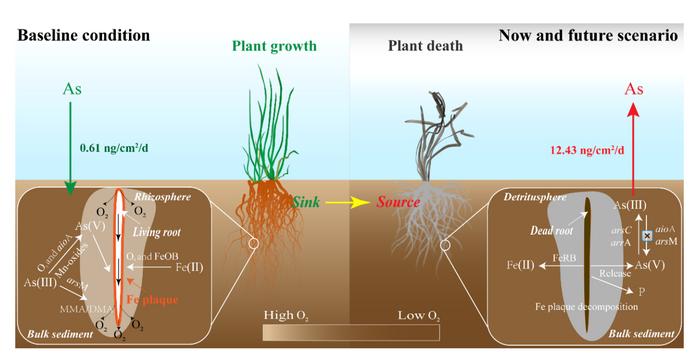 Wenn Wasserpflanzen sterben, wandert das Gift vom Wurzelraum in die abgestorbenen Sedimentzonen. © Cai Li, Xin Ma, Xue Jiang, Youzi Gong, Xiaolong Wang, Musong Chen, Qin Sun, & Shiming Ding