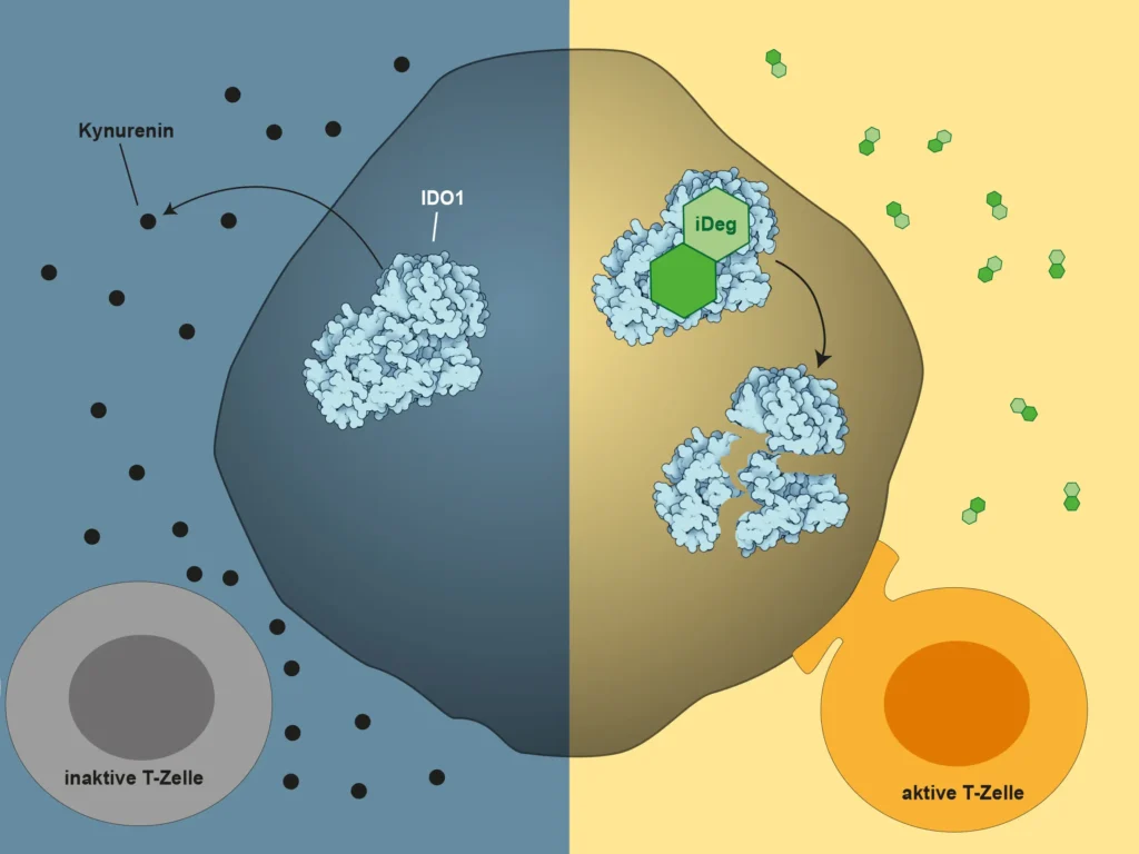 Die Grafik zeigt, warum Immuntherapie bei Krebs oft an Grenzen stößt. Krebszellen schwächen T-Zellen, indem das Enzym IDO1 den Abbau von Tryptophan fördert. Neue Wirkstoffe markieren IDO1 für den Abbau, sodass die Immunzellen wieder aktiv werden können.