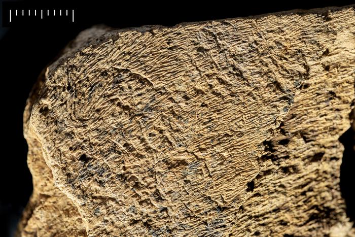 Die Aufnahme zeigt die bearbeitete Oberfläche des Elefantenknochen-Werkzeugs. Die Einschläge stammen vom wiederholten Kontakt mit Feuerstein.
