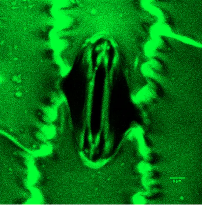 Ein geöffnetes Stoma im Maisblatt steuert den Austausch von Kohlendioxid und Wasserdampf zwischen Pflanze und Umwelt.