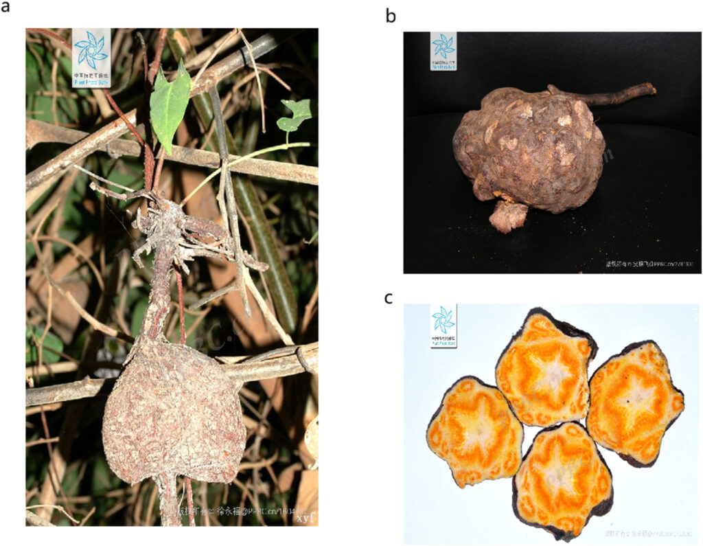 Die Abbildung zeigt Polygonum multiflorum in drei Stadien – links die Pflanze mit knollenförmiger Wurzel in ihrer natürlichen Umgebung, oben rechts die getrocknete Rohwurzel und unten rechts die geschnittene, verarbeitete Wurzel mit dem typischen wolkenartigen Muster nach dem Dämpfen. © 2025 The Authors / KeAi Communications Co. Ltd.
