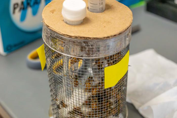 Honigbienen erkennen schnell, welche Düfte und Farben eine Nahrungsquelle ankündigen, und liefern damit ein anschauliches Modell, um grundlegende Lernprozesse im Gehirn zu erforschen.