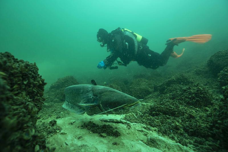 Ein großer Wels schwimmt in einem See – solche Arten wurden vielerorts außerhalb ihres ursprünglichen Verbreitungsgebiets angesiedelt und können dort ökologische Risiken verursachen.

