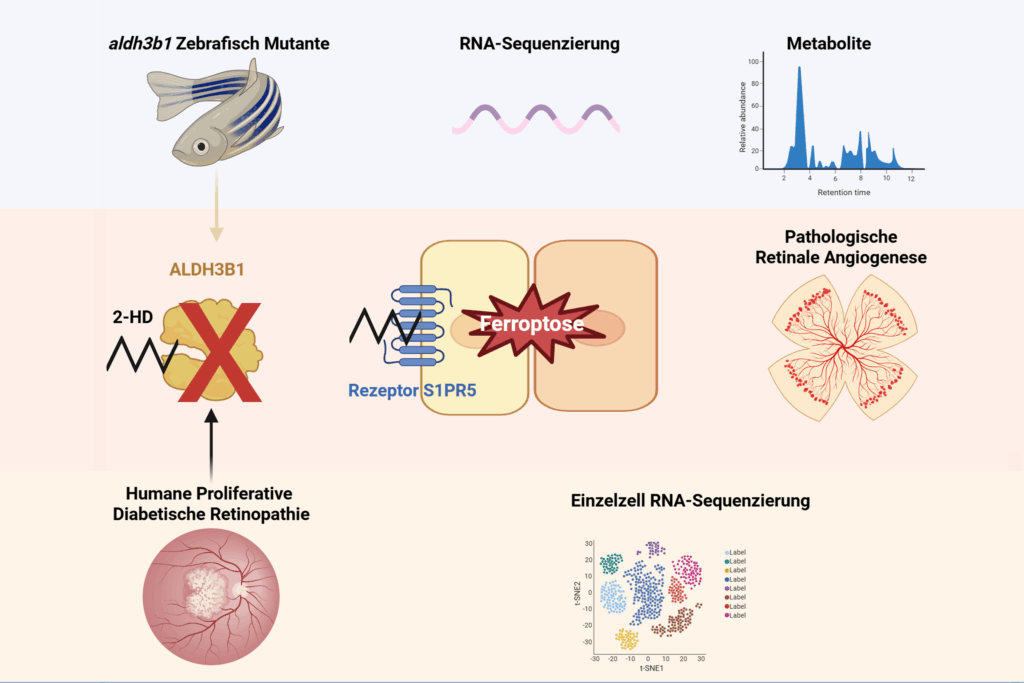 Der Verlust des Proteins ALDH3b1 verändert die Entgiftung des Lipidaldehyden 2-Hexadecenal (2-HD). 2-HD induziert einen Eisen-abhängigen Zelltod (Ferroptose) in der Retina, was die retinalen Blutgefäße schädigt.