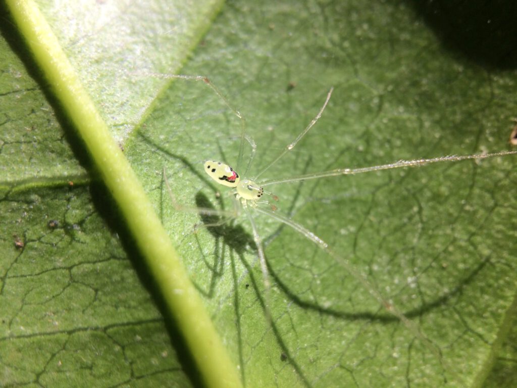Die berühmte hawaiianische Happy-Face-Spinne galt lange als einzigartige Art des Pazifiks. Nun fanden Forscher im Himalaya eine verblüffend ähnliche Spinne mit vergleichbaren Smiley-Mustern auf dem Rücken.