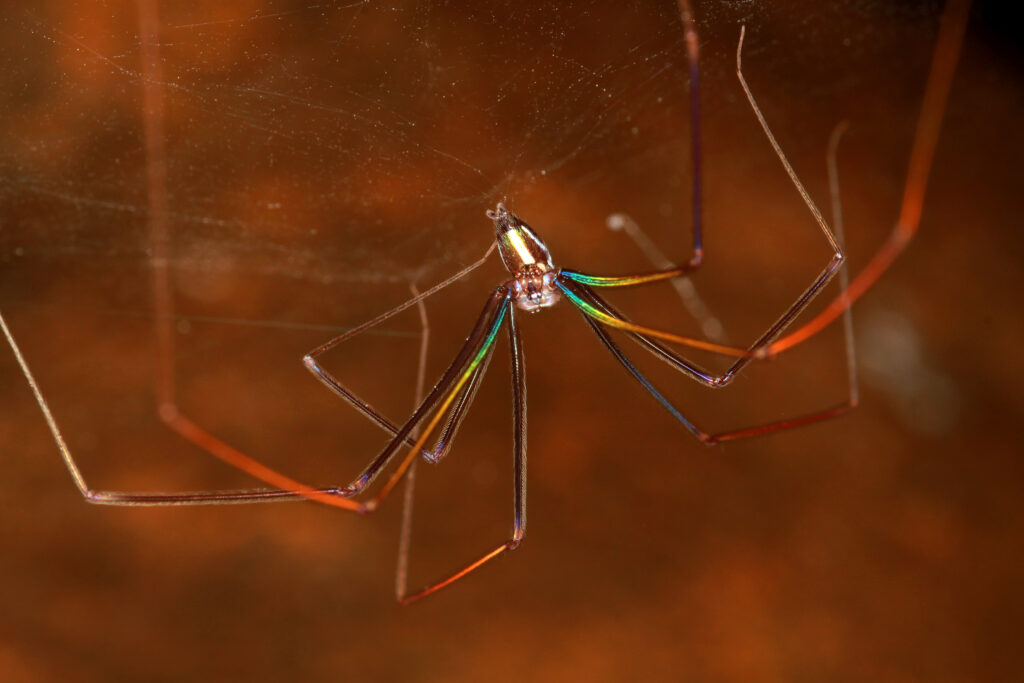Das Viengkeo-Buntbein (Althepus viengkeoensis) gehört zu den neu entdeckten Spinnenarten; seine schimmernden Farben entstehen durch die besondere Oberflächenstruktur der Bein-Kutikula.