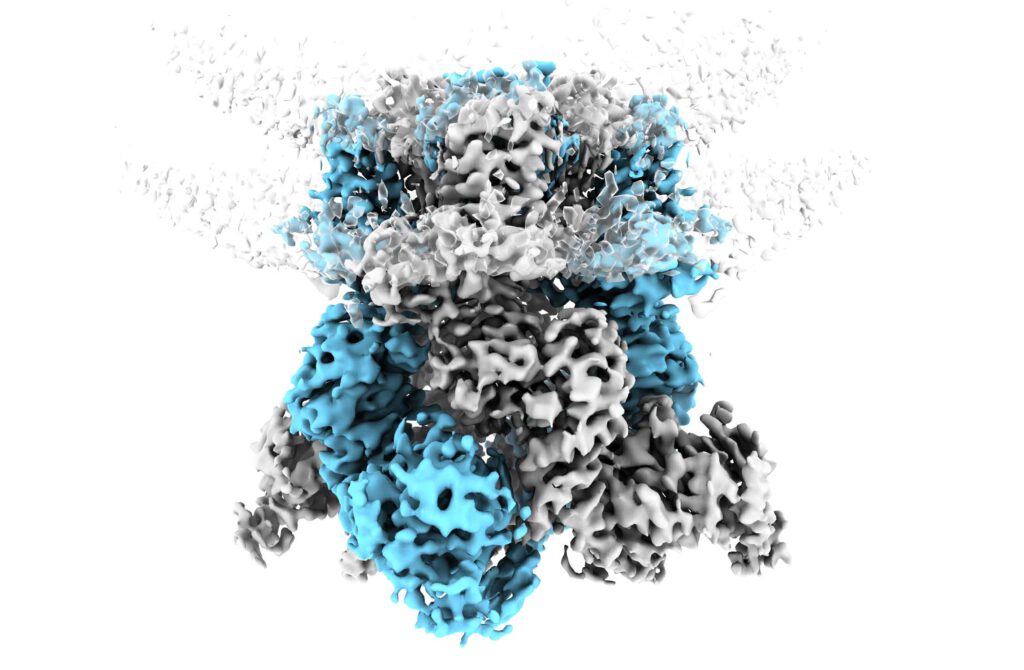 Forscher klären, wie Kältewahrnehmung im Rezeptor TRPM8 entsteht – und warum Menthol denselben Nervensensor aktiviert.