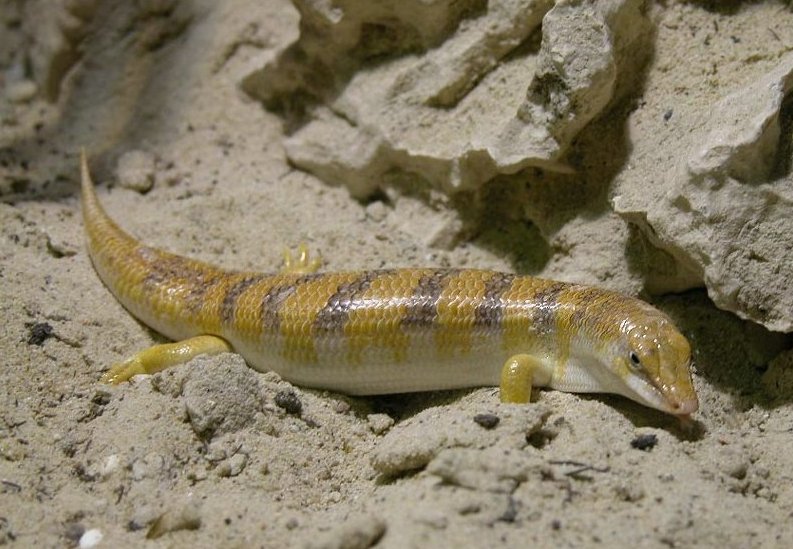 Der Sandfisch mit dem wissenschaftlichen Namen Scincus scincus lebt in den trockenen Wüstenregionen der Sahara.
