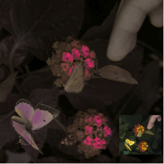 Das neue Kamerasystem zeigt Tiersehen realitätsnah: Drei Orange-Schwefelfalter (Colias eurytheme) erscheinen in Farben, wie Tiere sie wahrnehmen.