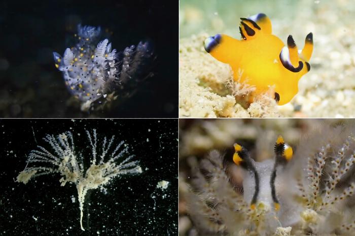 Thecacera species.