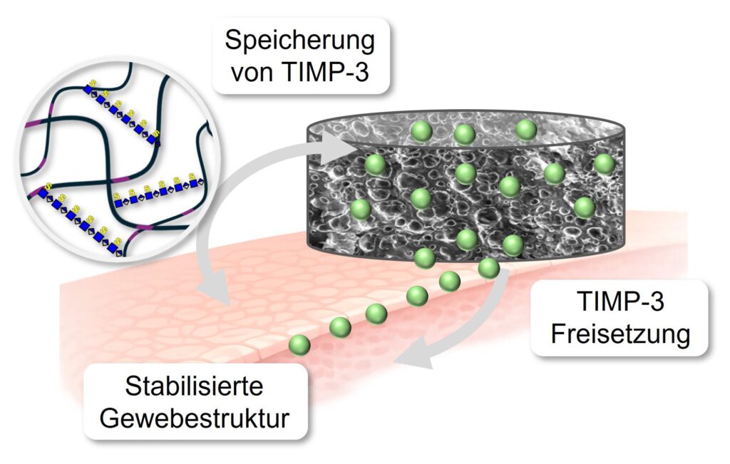 Die Grafik zeigt, wie das von Sandra Rother und ihrem Team entwickelte Hydrogel einen körpereigenen Schutzstoff speichert und geschädigtes Gewebe gezielt stabilisieren soll.