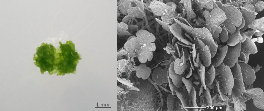 Pflanzen können sich selbst klonen und ohne Samen neue Brutkörper bilden. Forscher fanden nun den genetischen Startknopf dafür.