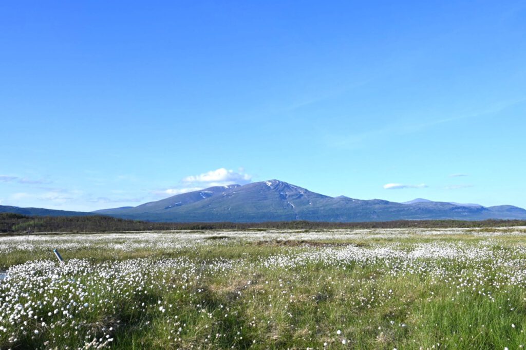 Blühendes Wollgras im Stordalen-Moor bei Abisko: Wo der Permafrost taut, verändern sich Pflanzenwelt und Treibhausgasbilanz zugleich.