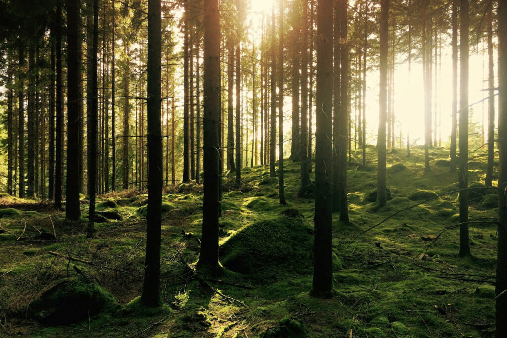 Vertraute Waldgeräusche wirken laut einer neuen Studie besonders beruhigend. © Unsplash