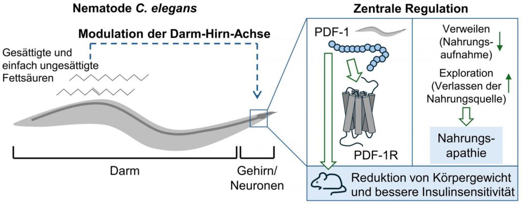 Signalweg der Regulation der Nahrungsaufnahme im Modellorganismus Caenorhabditis elegans.