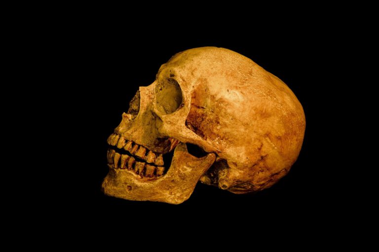 vecteezy_still-life-with-human-skull-on-dark-background_7217745