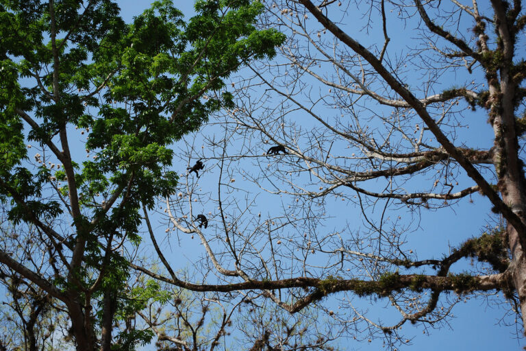 Hitzewelle Mexiko Brüllaffen
