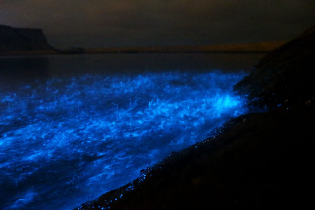 Biolumineszierendes Phytoplankton