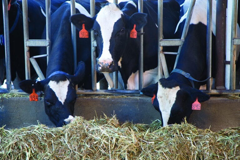 Vogelgrippe Kühe USA