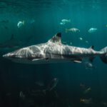 Haie haben fünf Massenaussterben überlebt – Der Klimawandel könnte ihr Ende sein