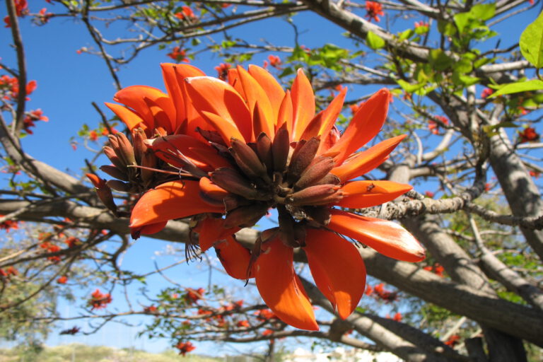 Erythrina_Caffra_flower