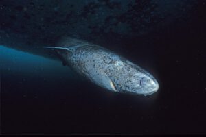 Grönlandhaie Alter