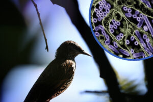 Vogelgrippe Schutz