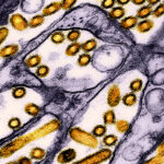 Welternährungsorganisation: Sorge wegen Vogelgrippe-Ausbreitung in Asien