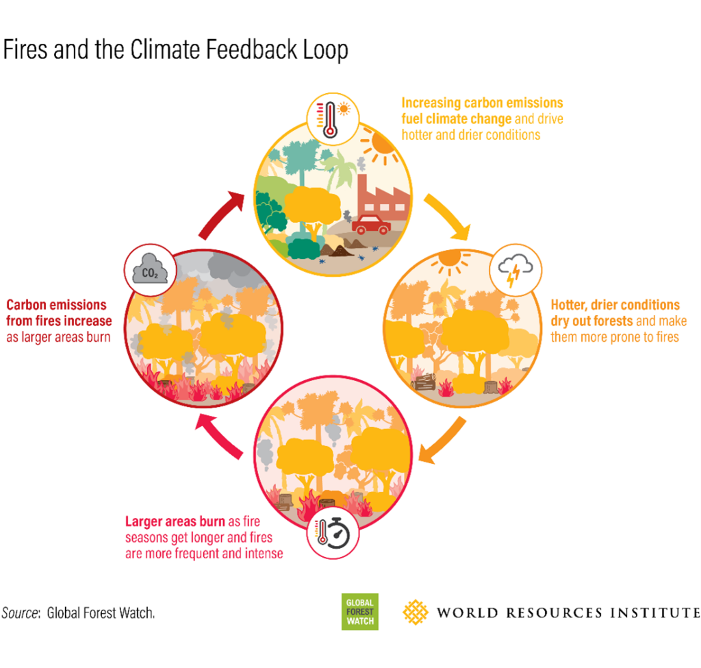 Ein Teufelskreis: Mehr CO2-Emissionen durch den Menschen befeuern den Klimawandel. Dadurch wird es heißer, die Wälder trocknen aus, brennen leichter und setzen durch Brände weiteres CO2 frei. © World Resources Institute