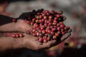 Kaffeeanbau Klimawandel
