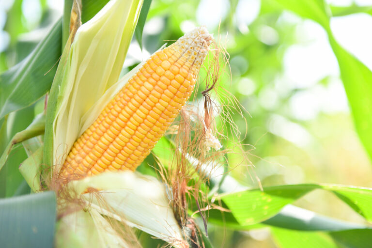 Ripe corn cob on tree wait for harvest in corn field agriculture