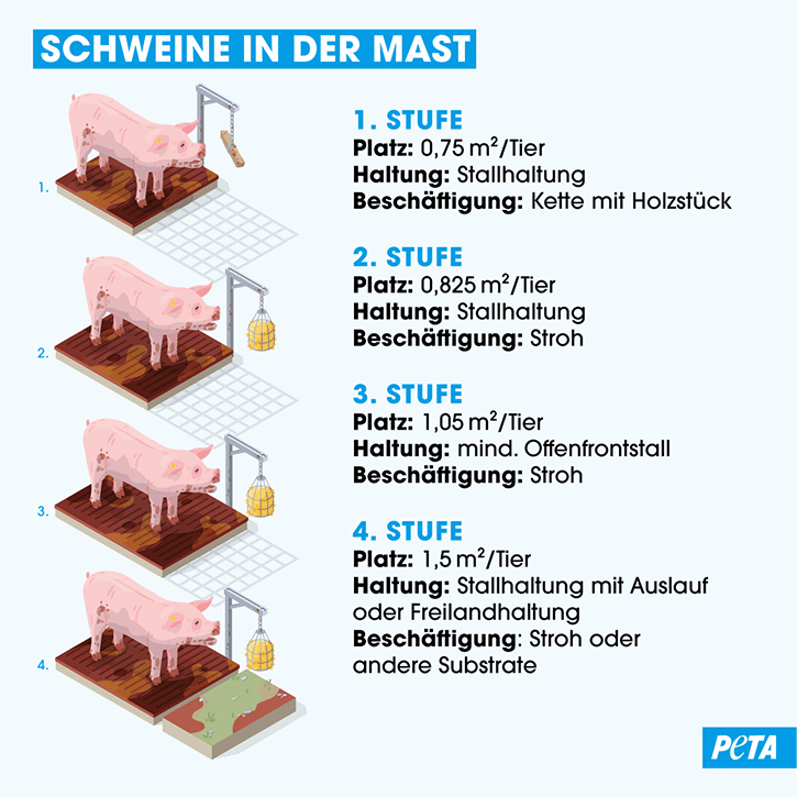 Die vier Haltungsformen am Beispiel der Schweinehaltung.